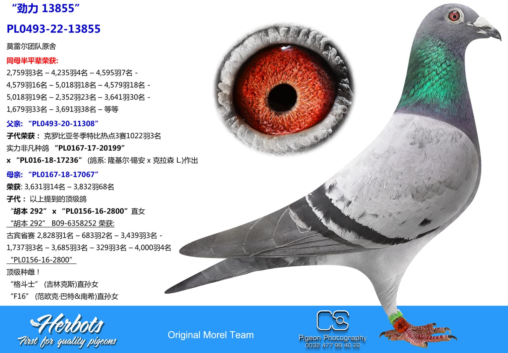 pigeon: “劲力 13855”