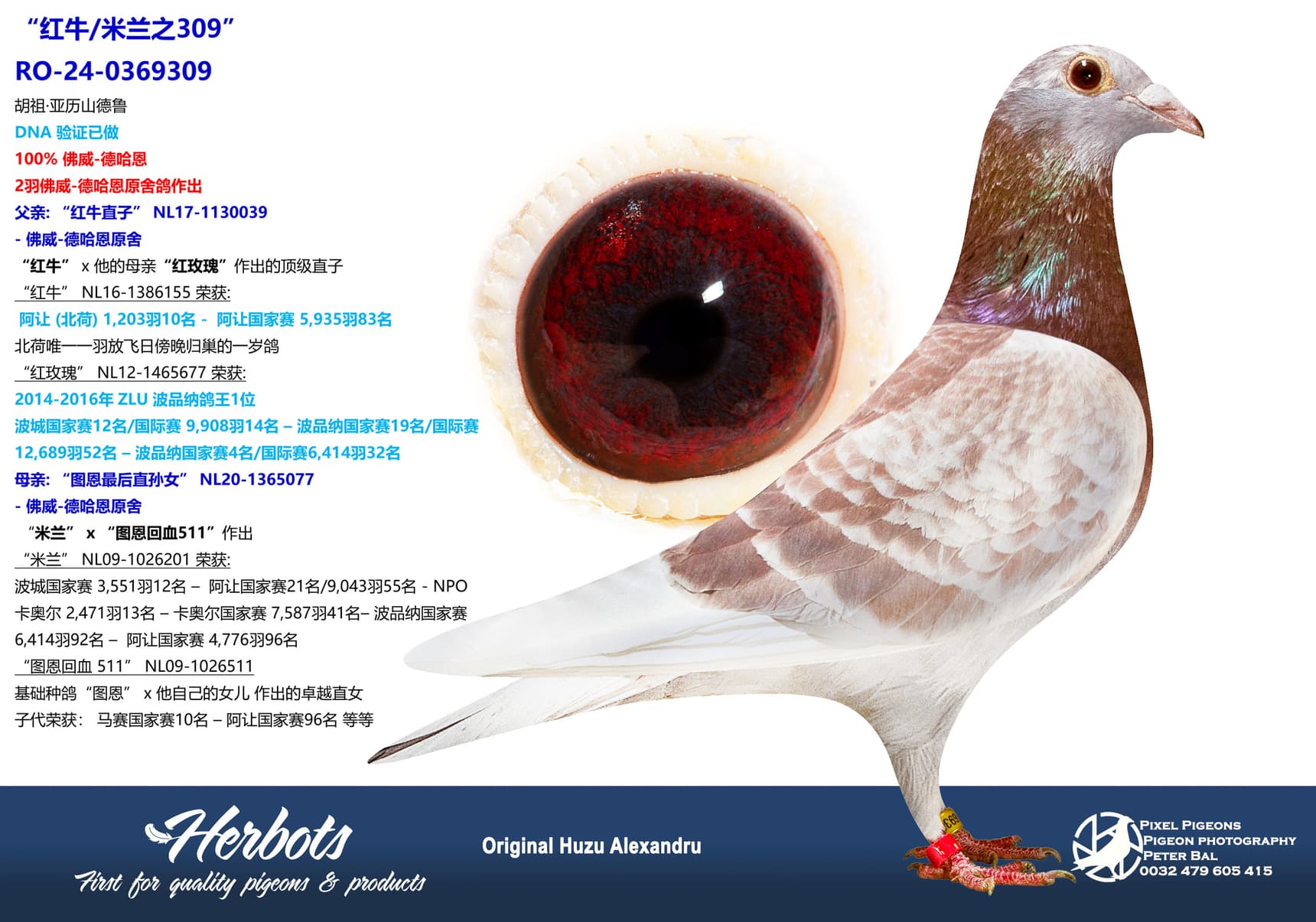 pigeon: “红牛/米兰之309”