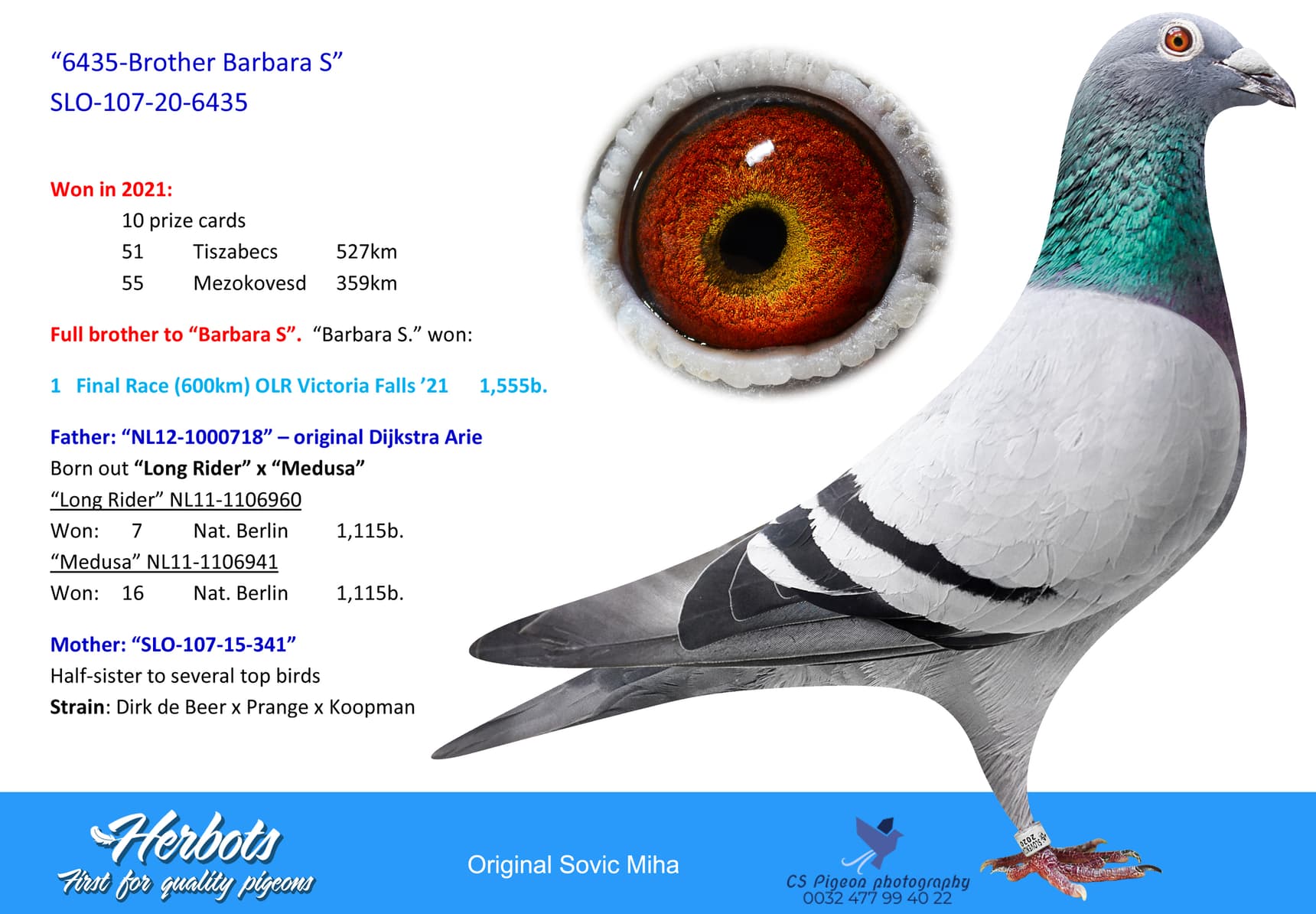 pigeon: “6435-Brother Barbara S”