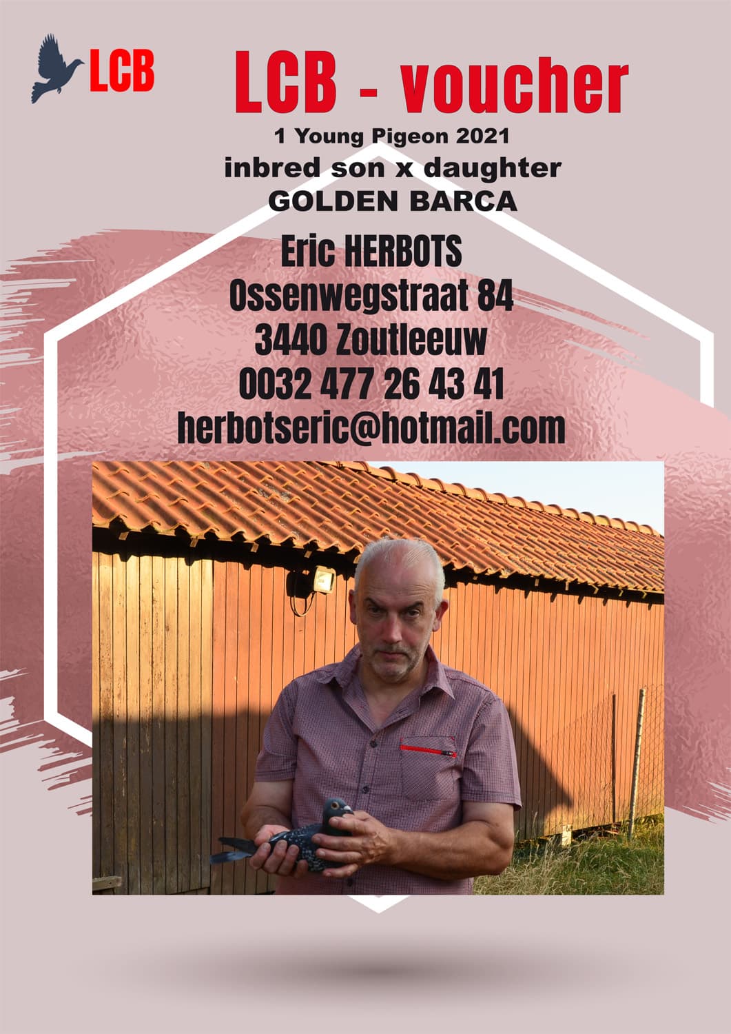 pigeon: Voucher - Child son x daughter Golden Barca