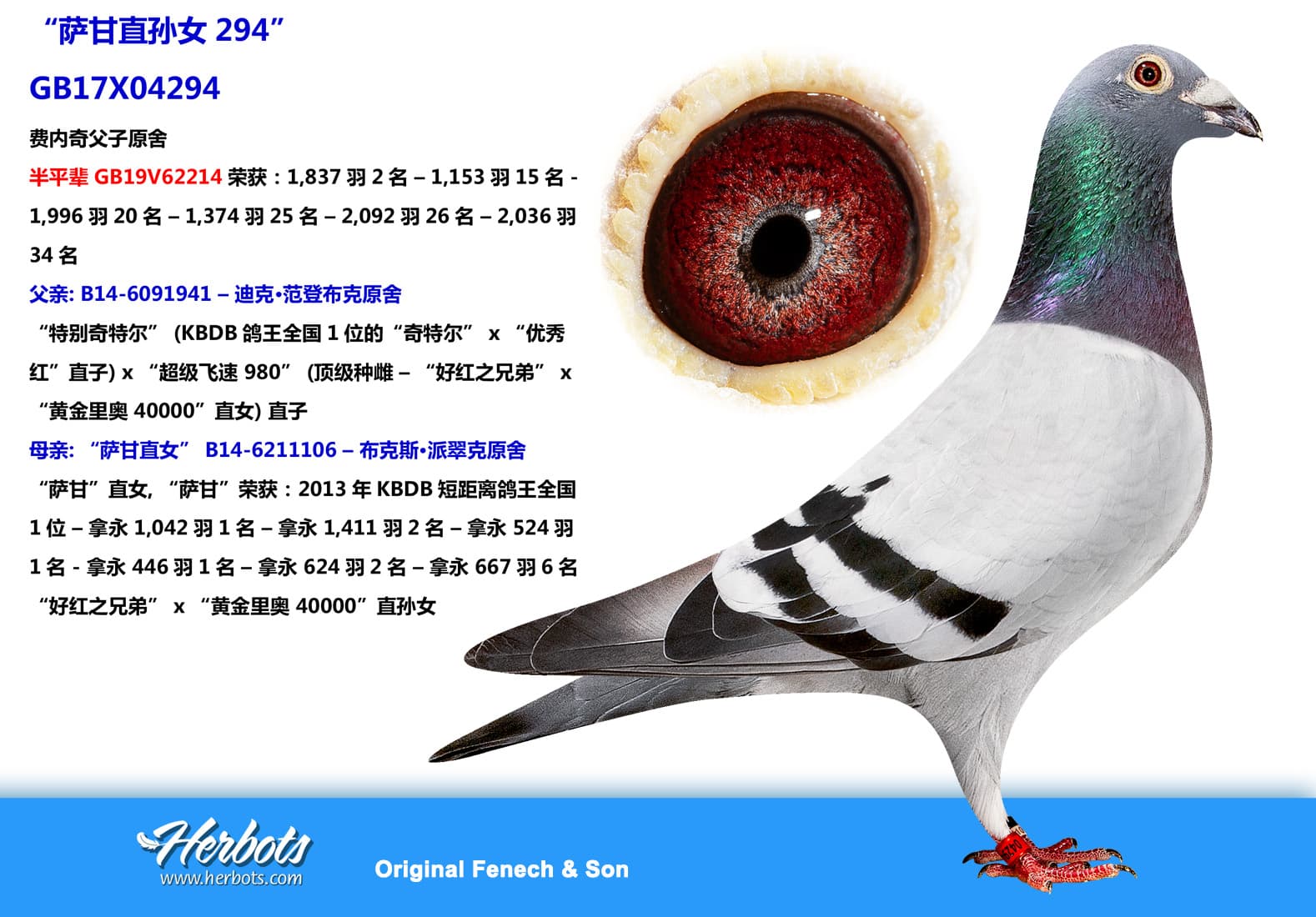 pigeon: undefined