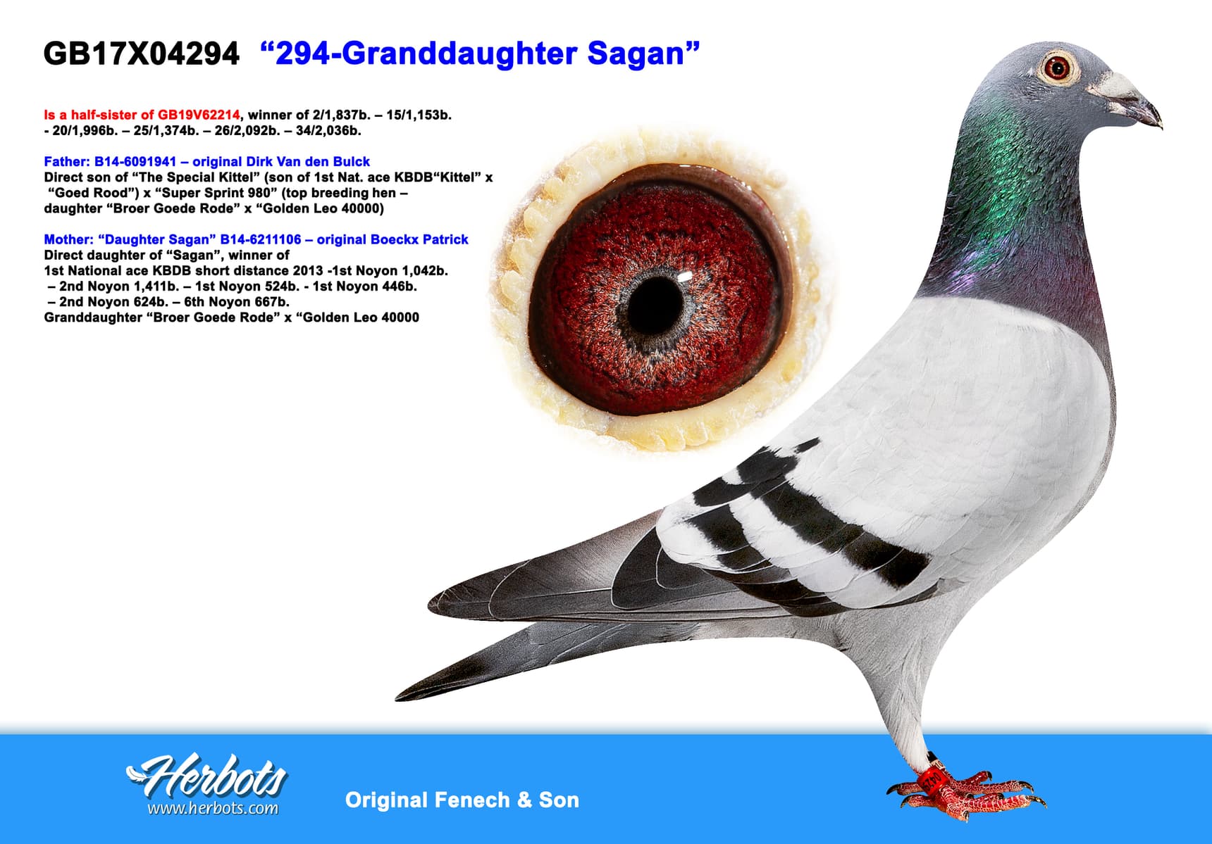 pigeon: undefined