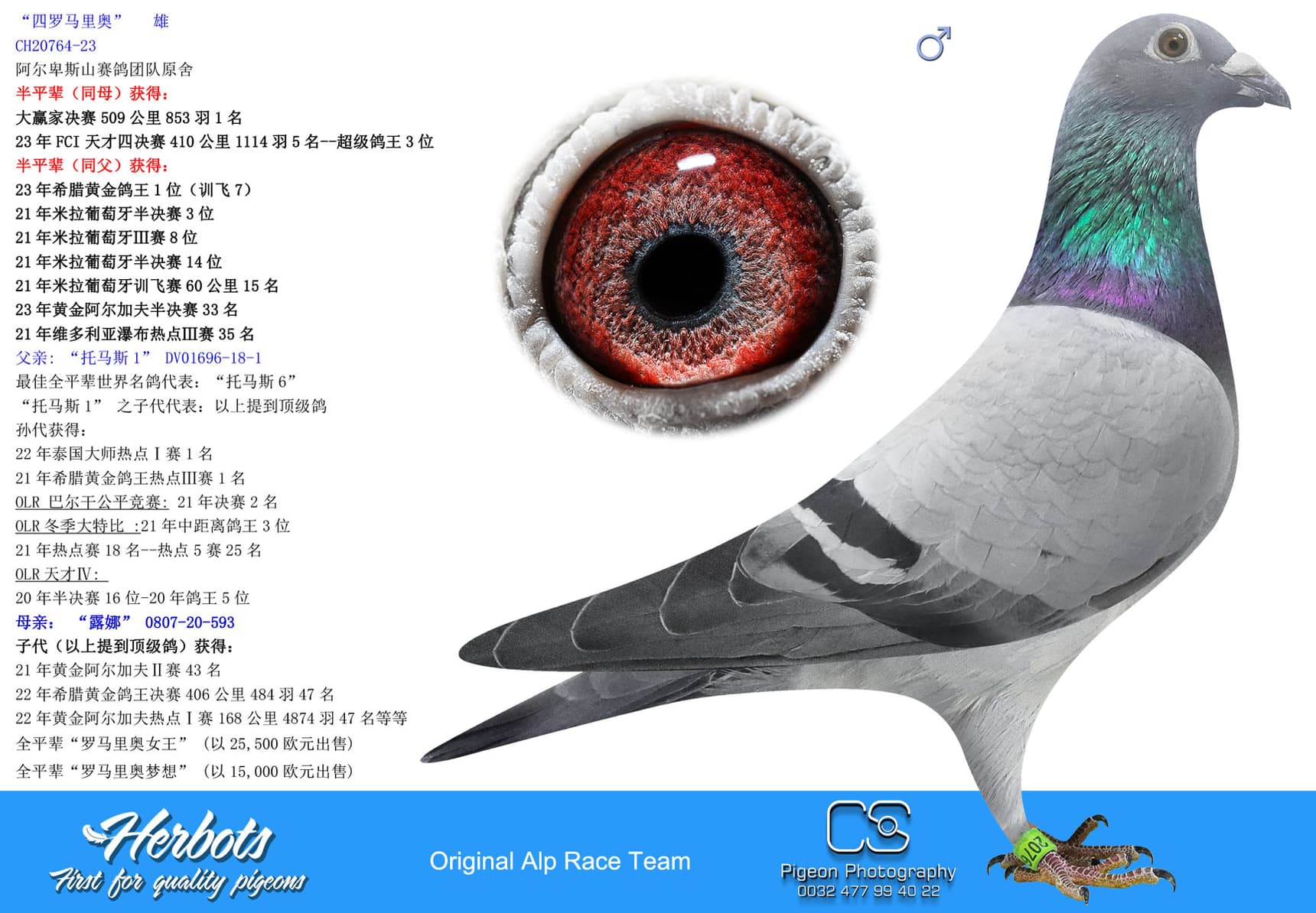 pigeon: “四罗马里奥”