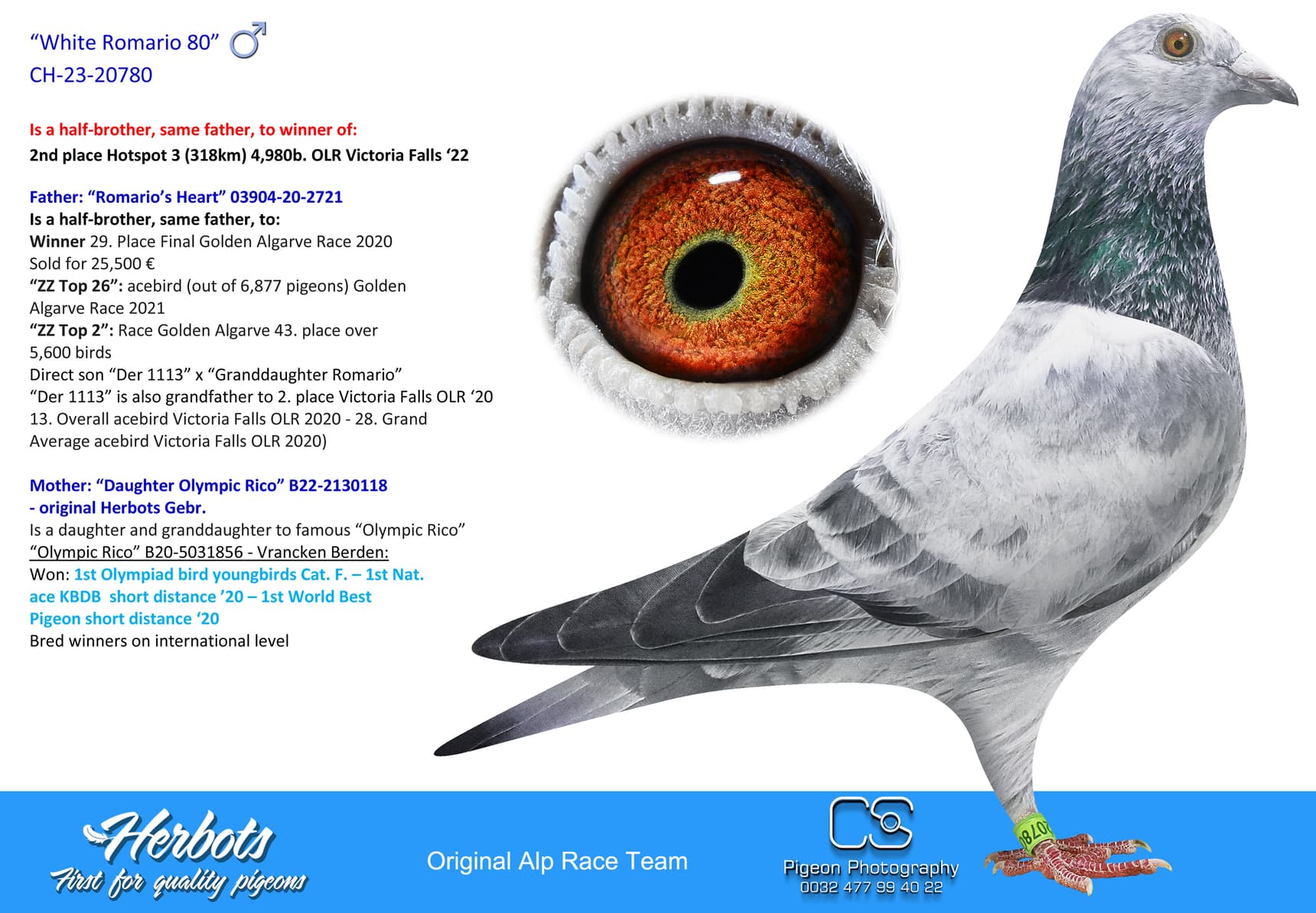 pigeon: “White Romario 80”