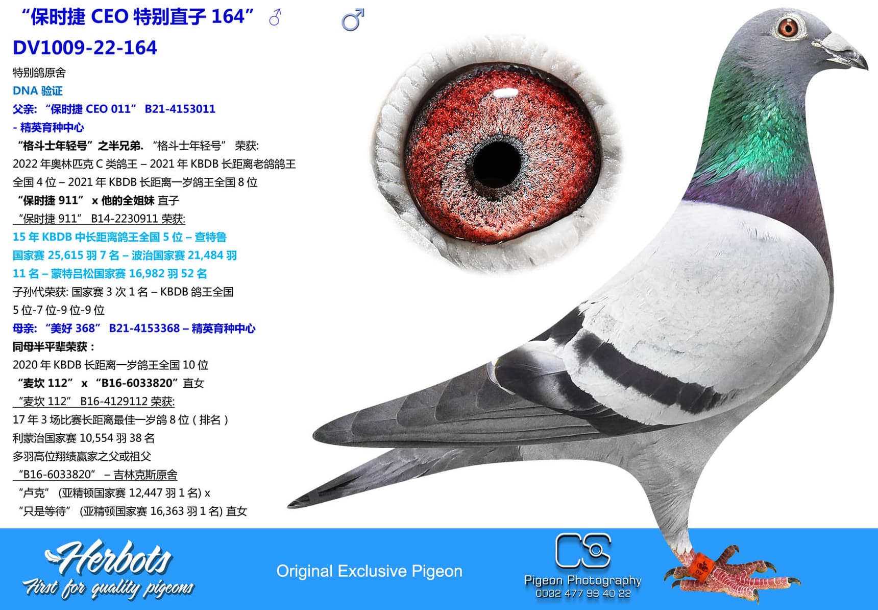 pigeon: undefined