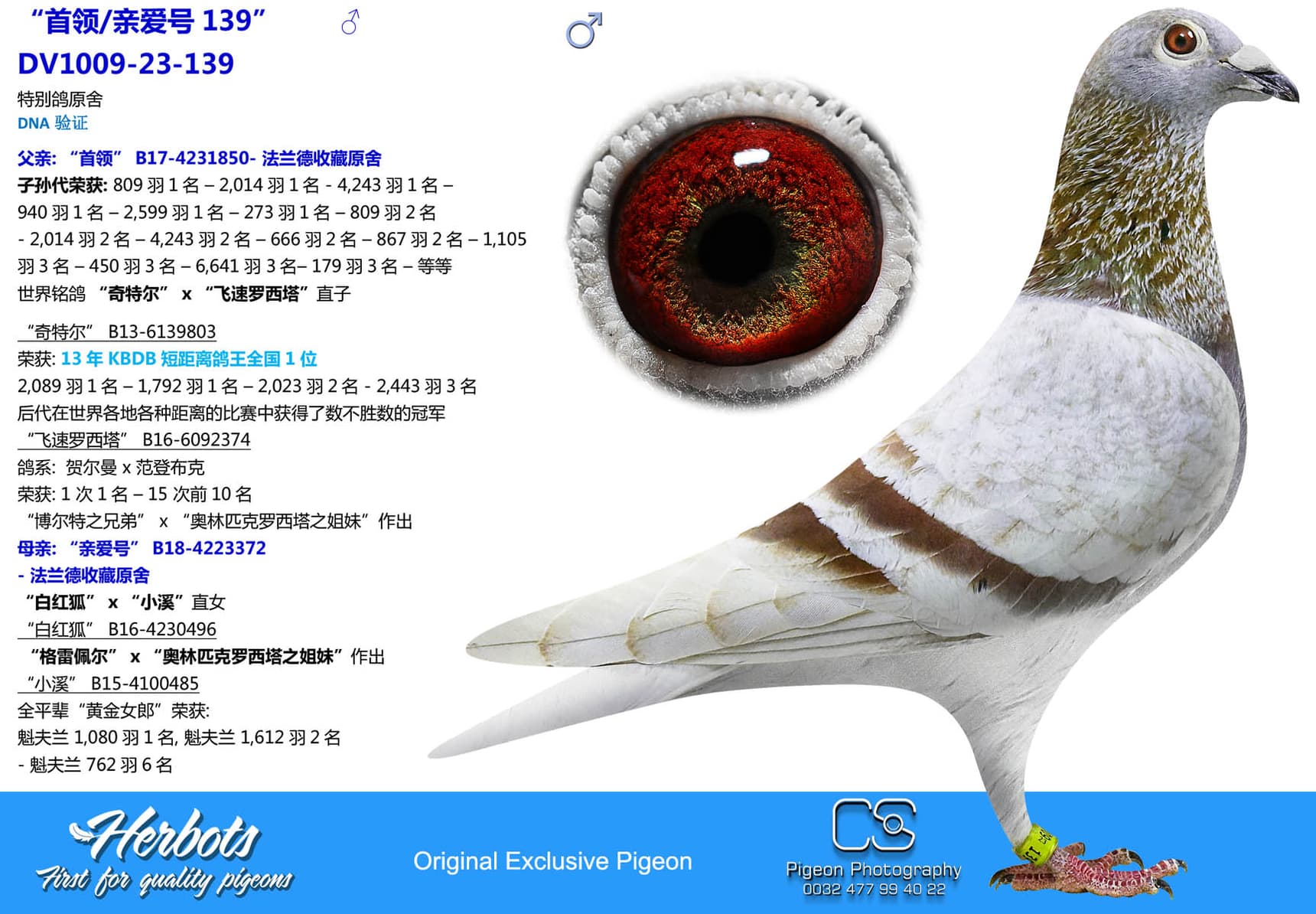 pigeon: “首领/亲爱号139”