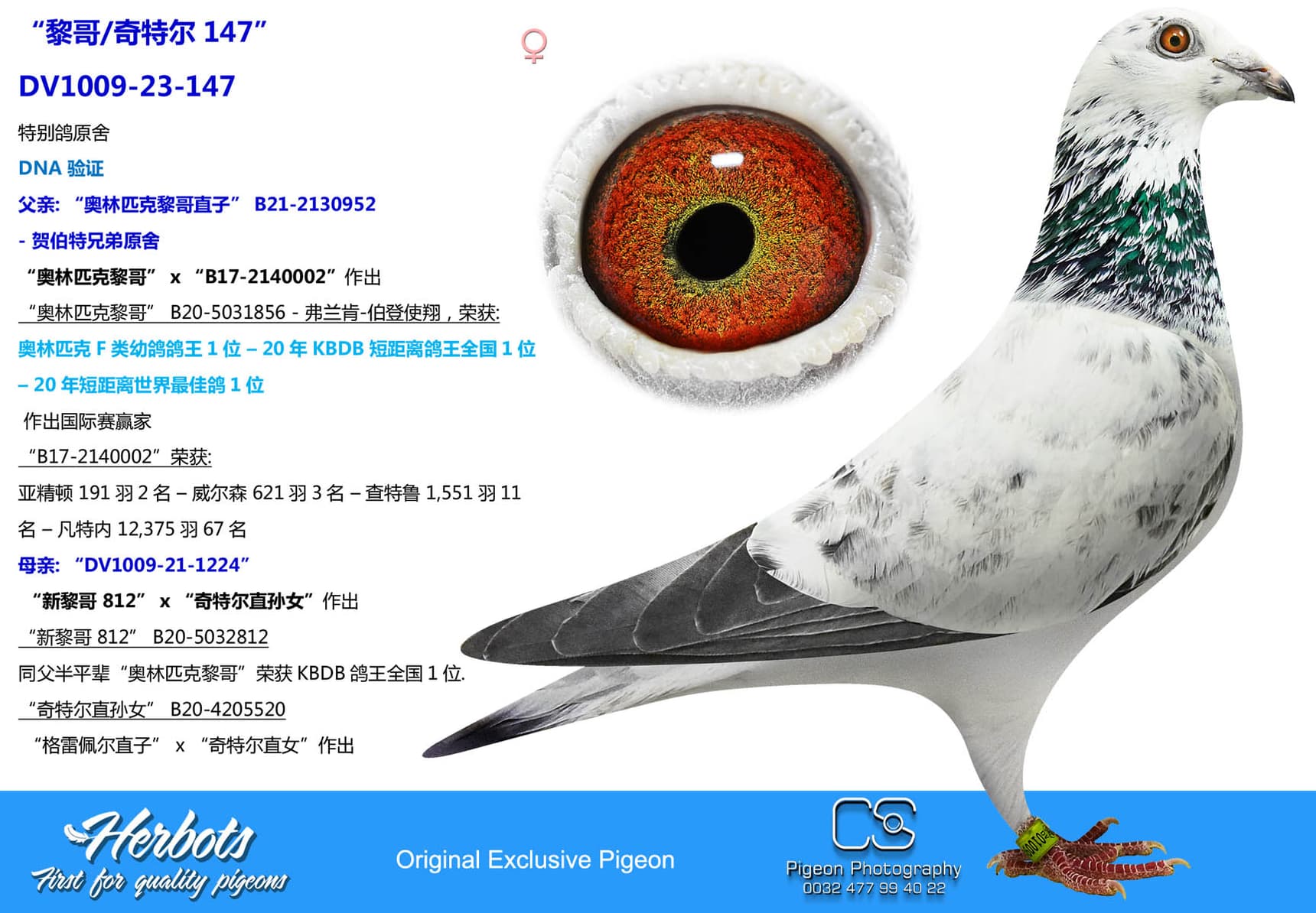 pigeon: “黎哥/奇特尔147”