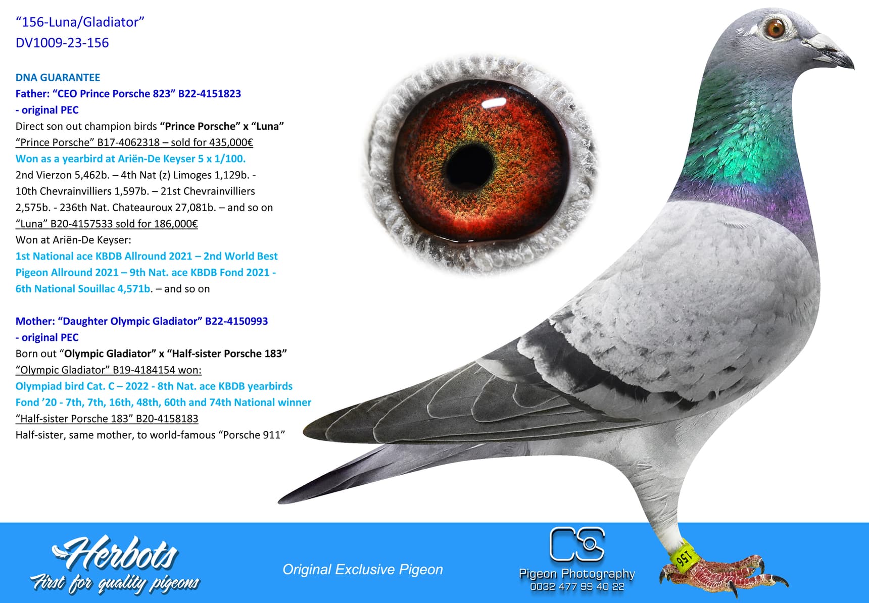 pigeon: “156-Luna/Gladiator”