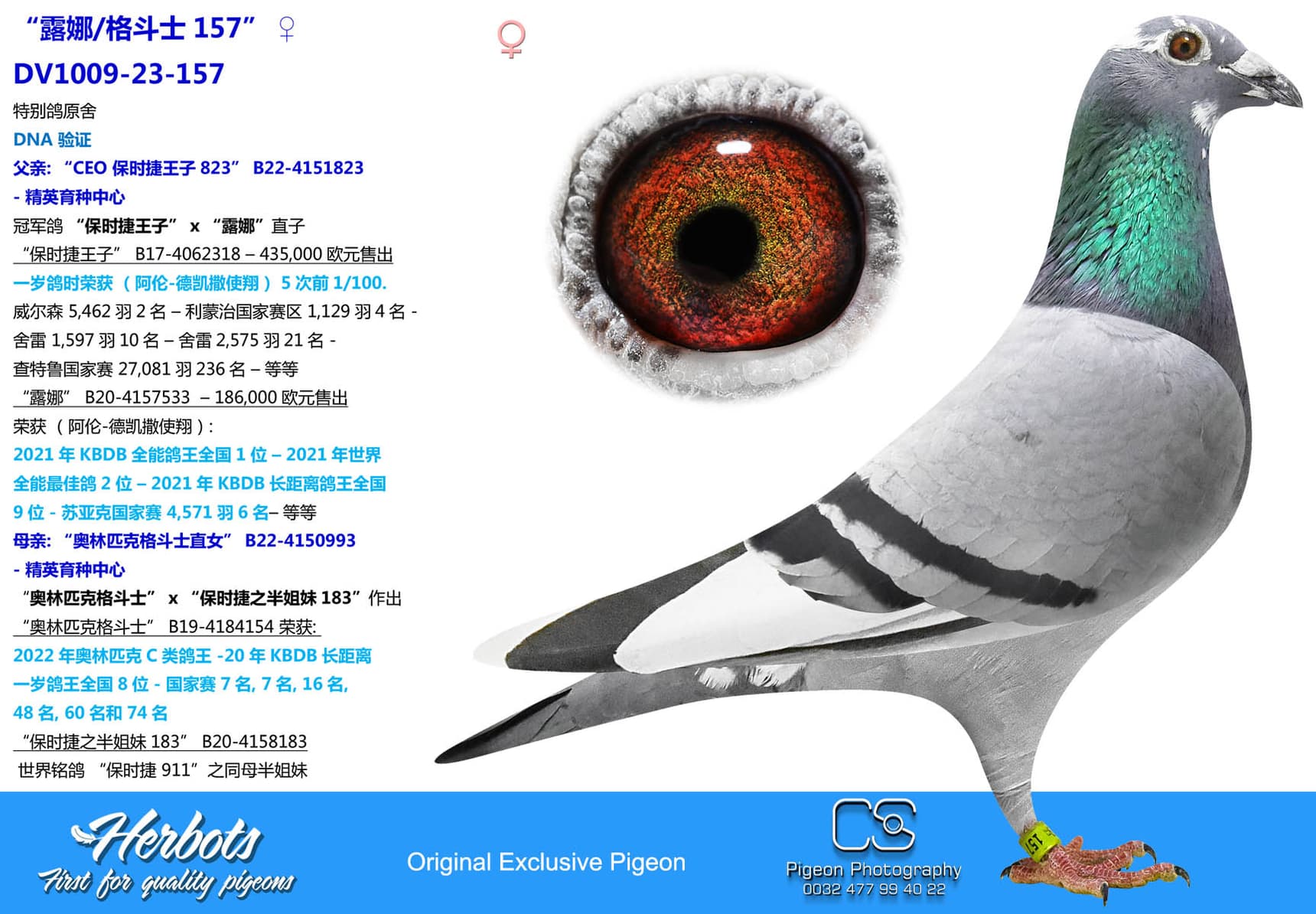 pigeon: undefined