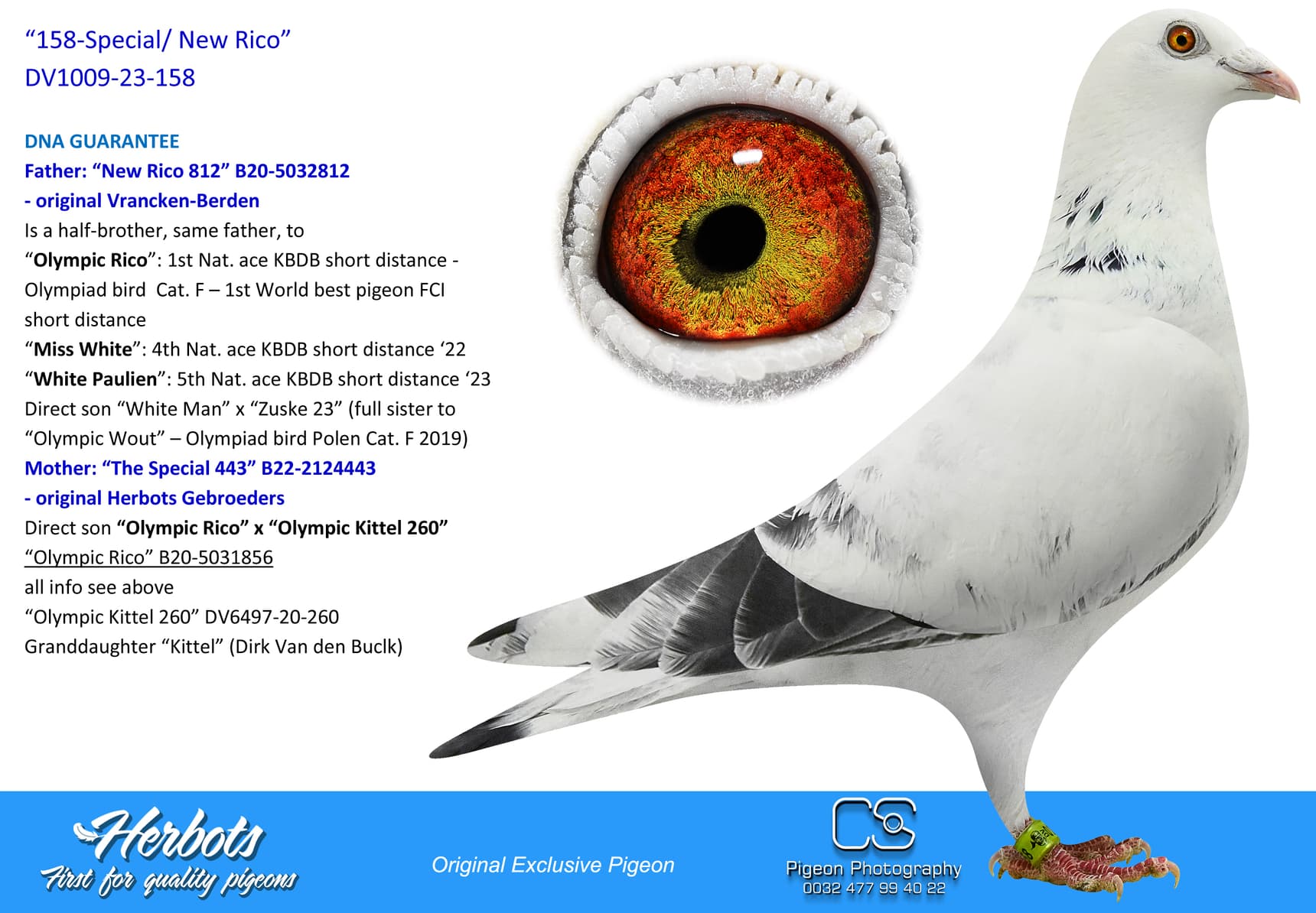 pigeon: “158-Special/ New Rico”