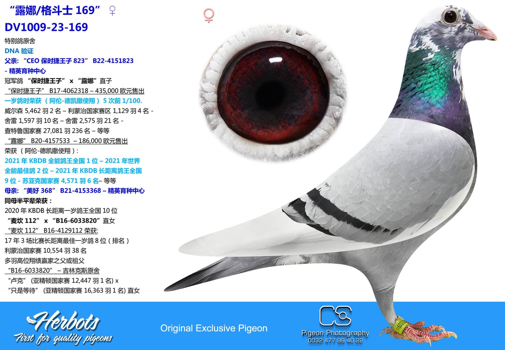 pigeon: undefined