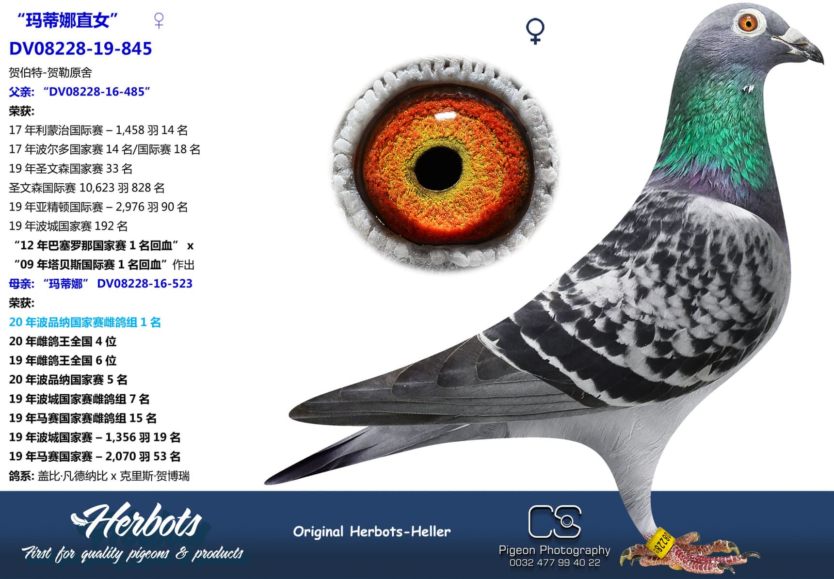 pigeon: “玛蒂娜直女”