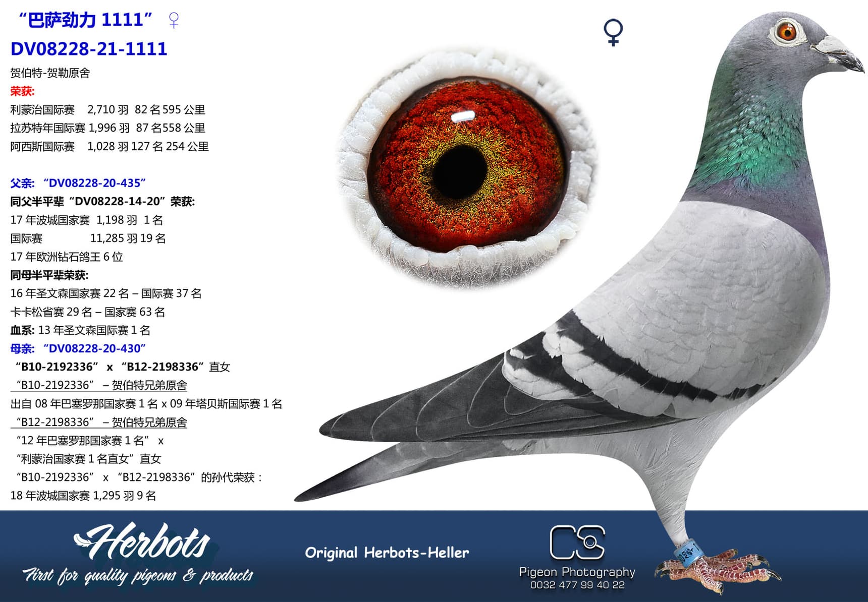 pigeon: undefined