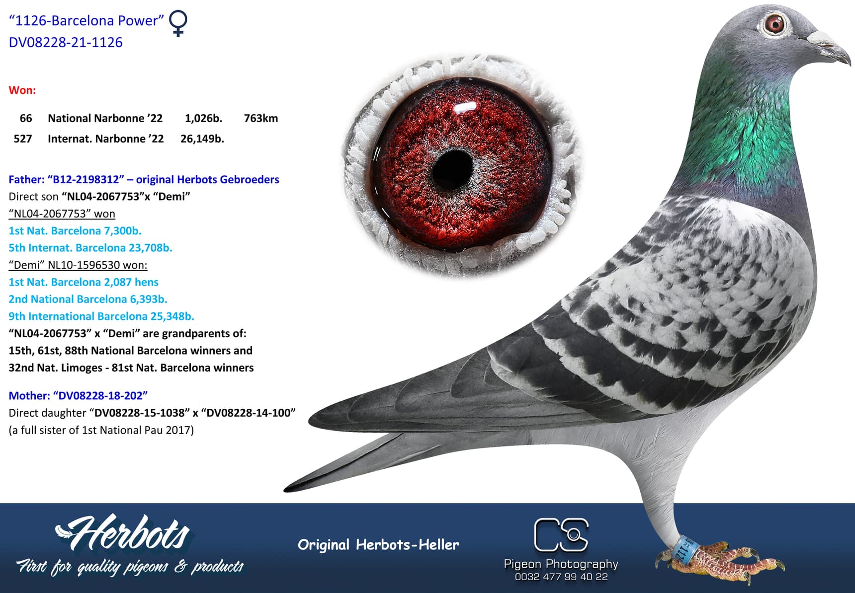 pigeon: undefined