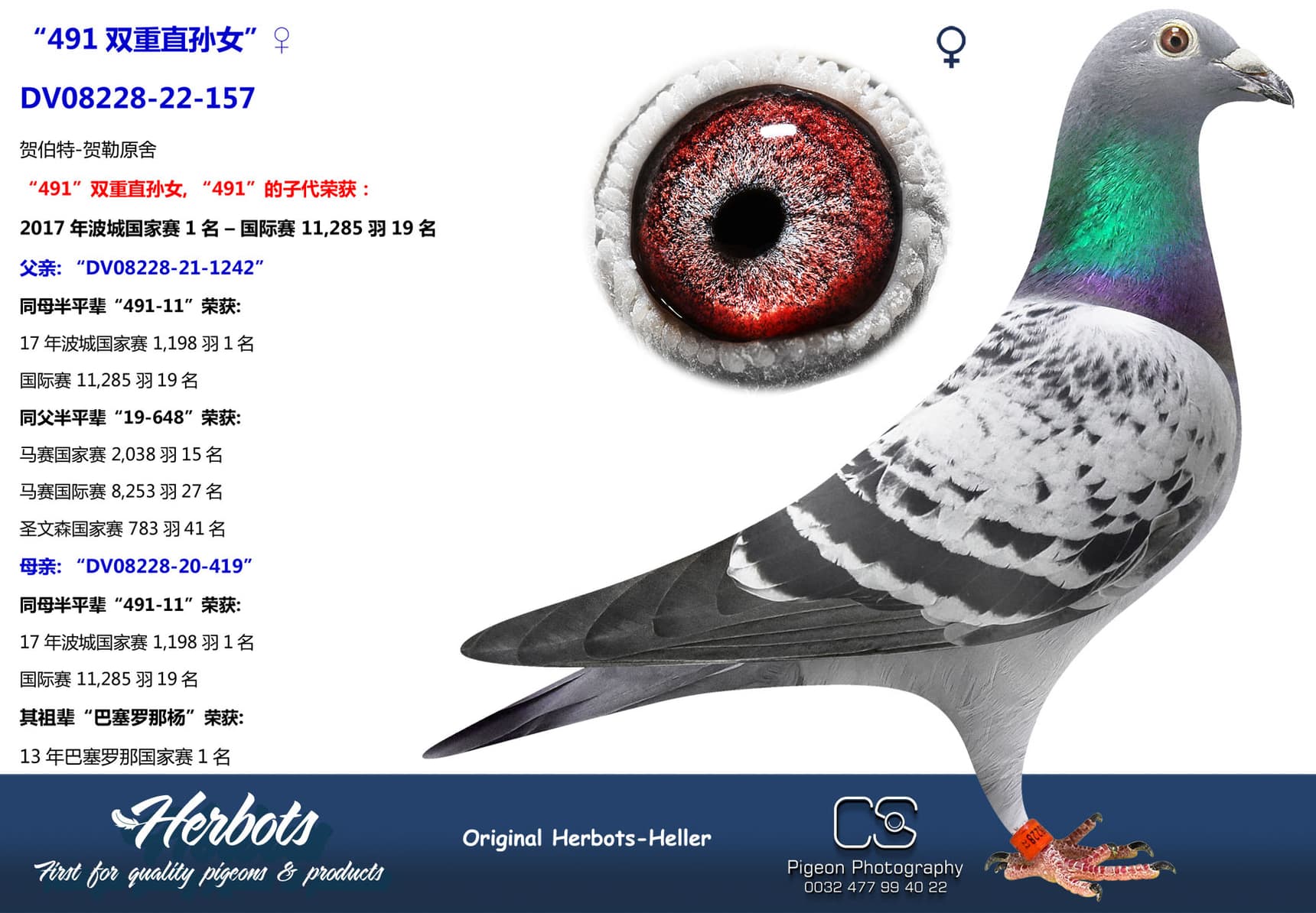 pigeon: undefined