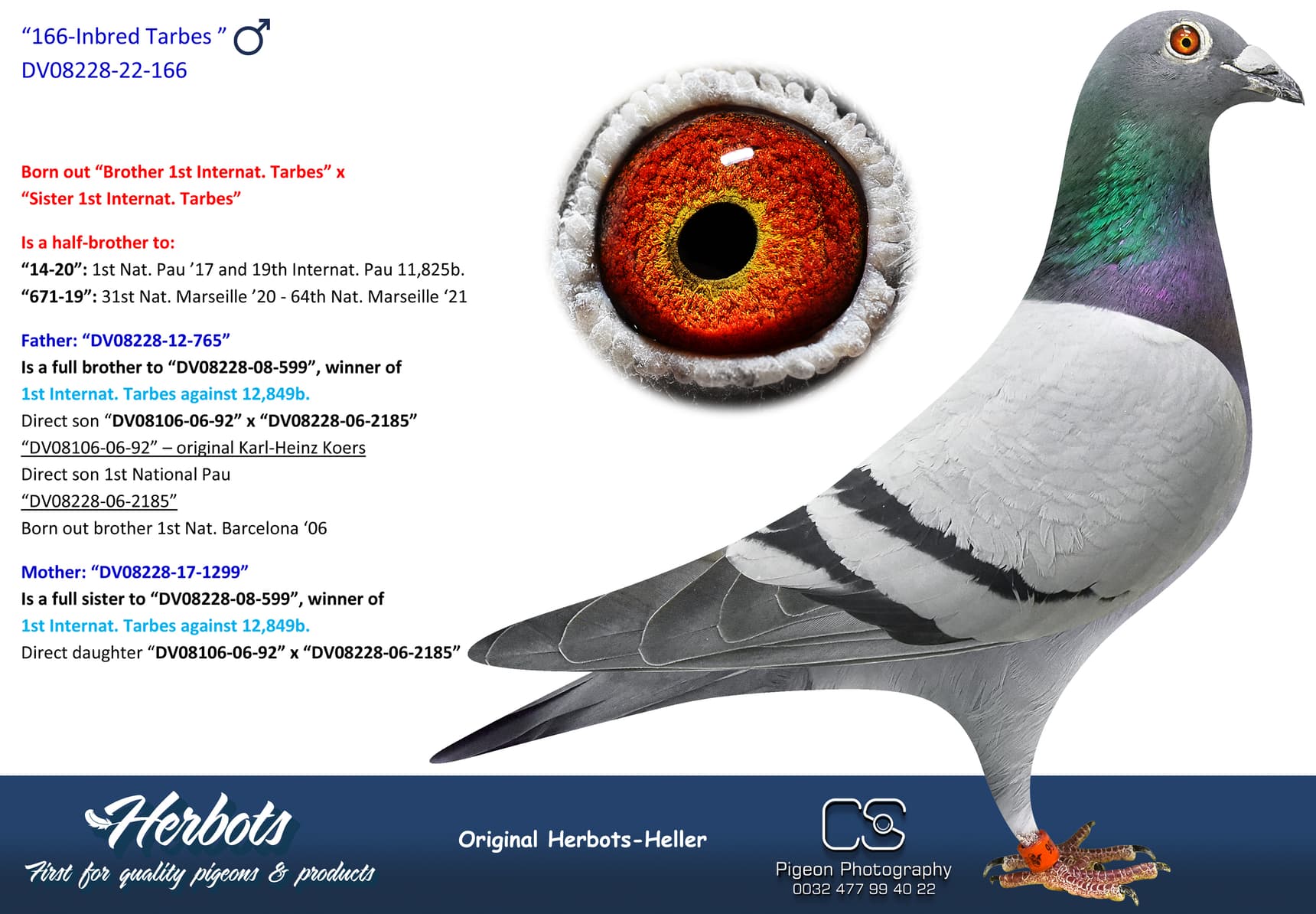 pigeon: undefined