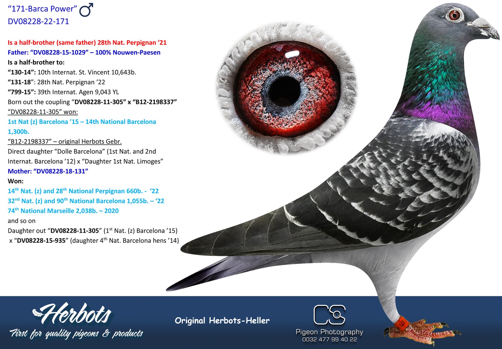 pigeon: undefined