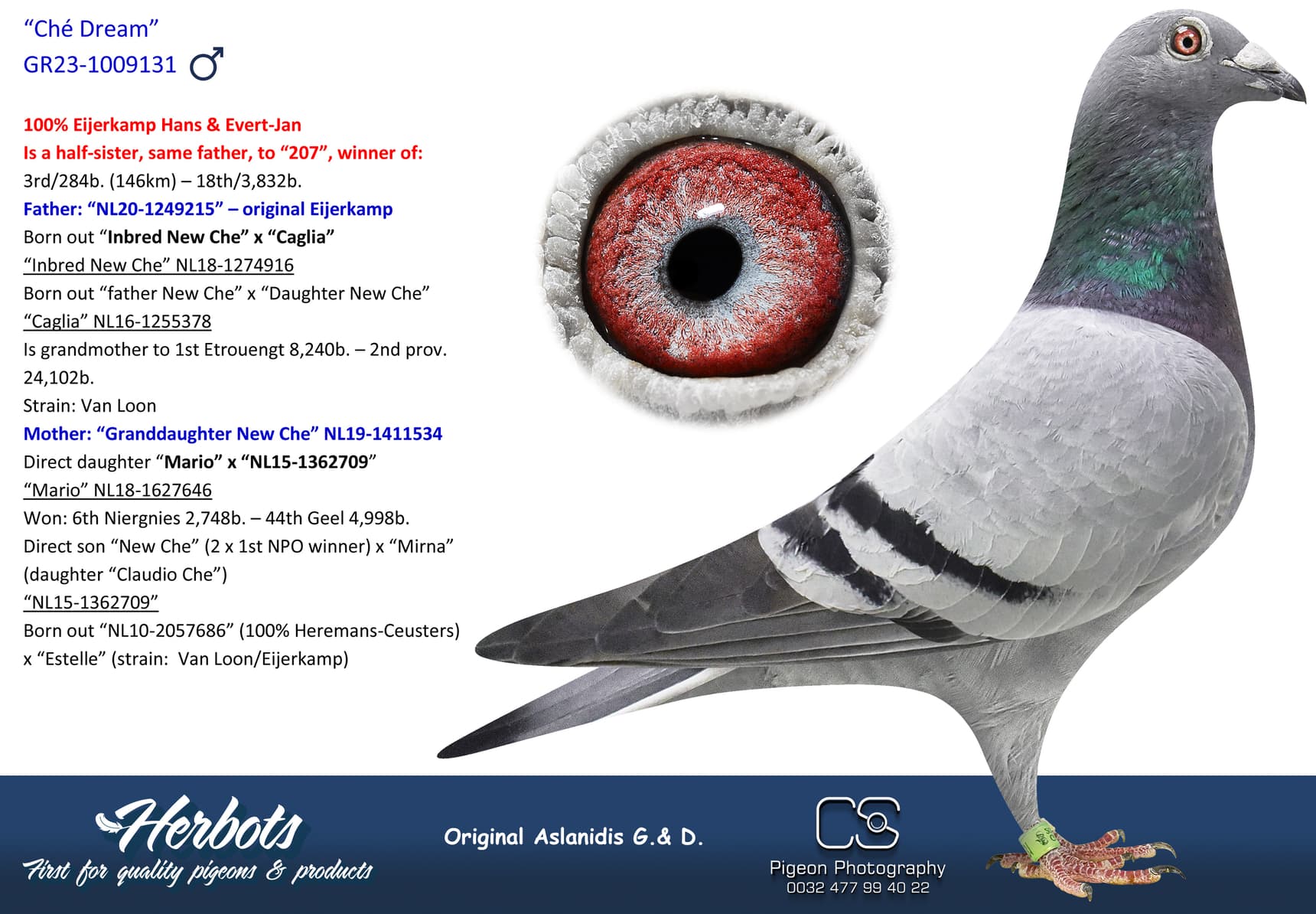 pigeon: “Chicago’s Dream”