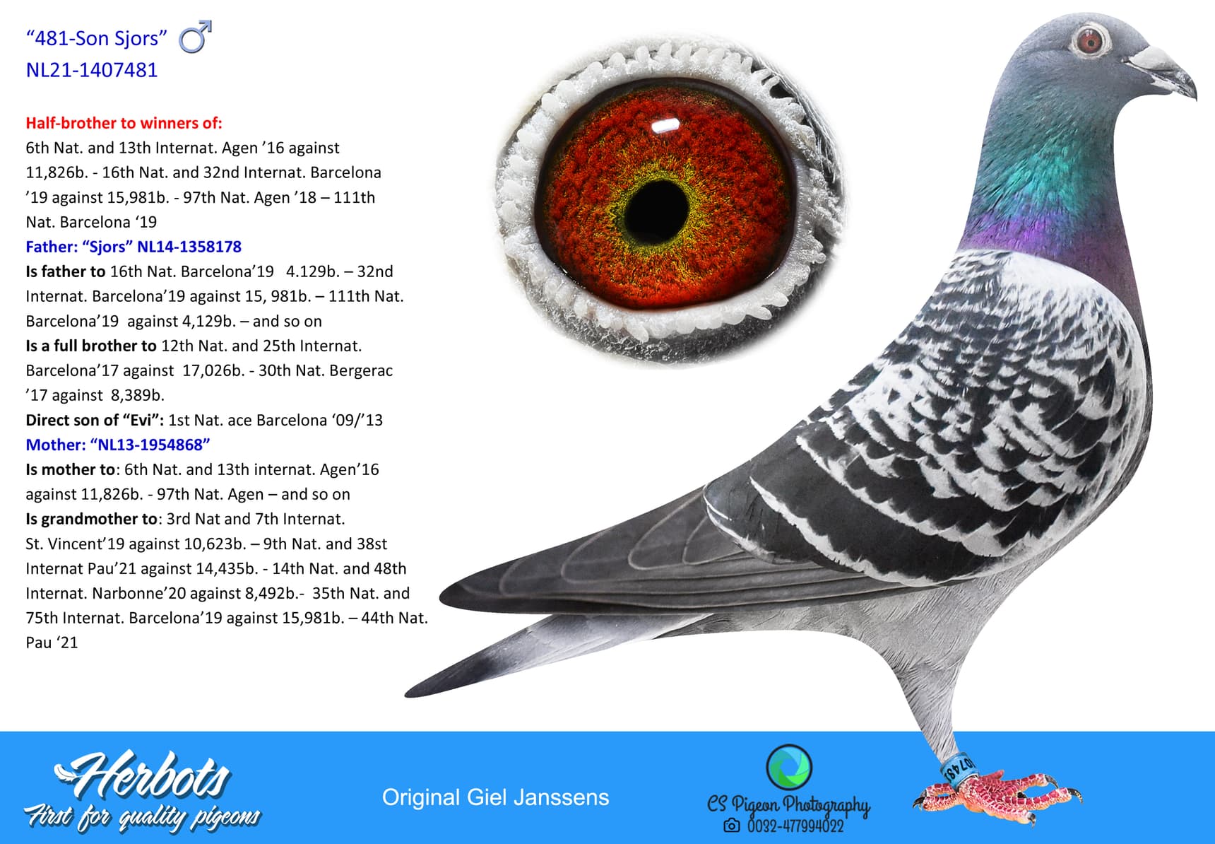 pigeon: “481-Son Sjors”