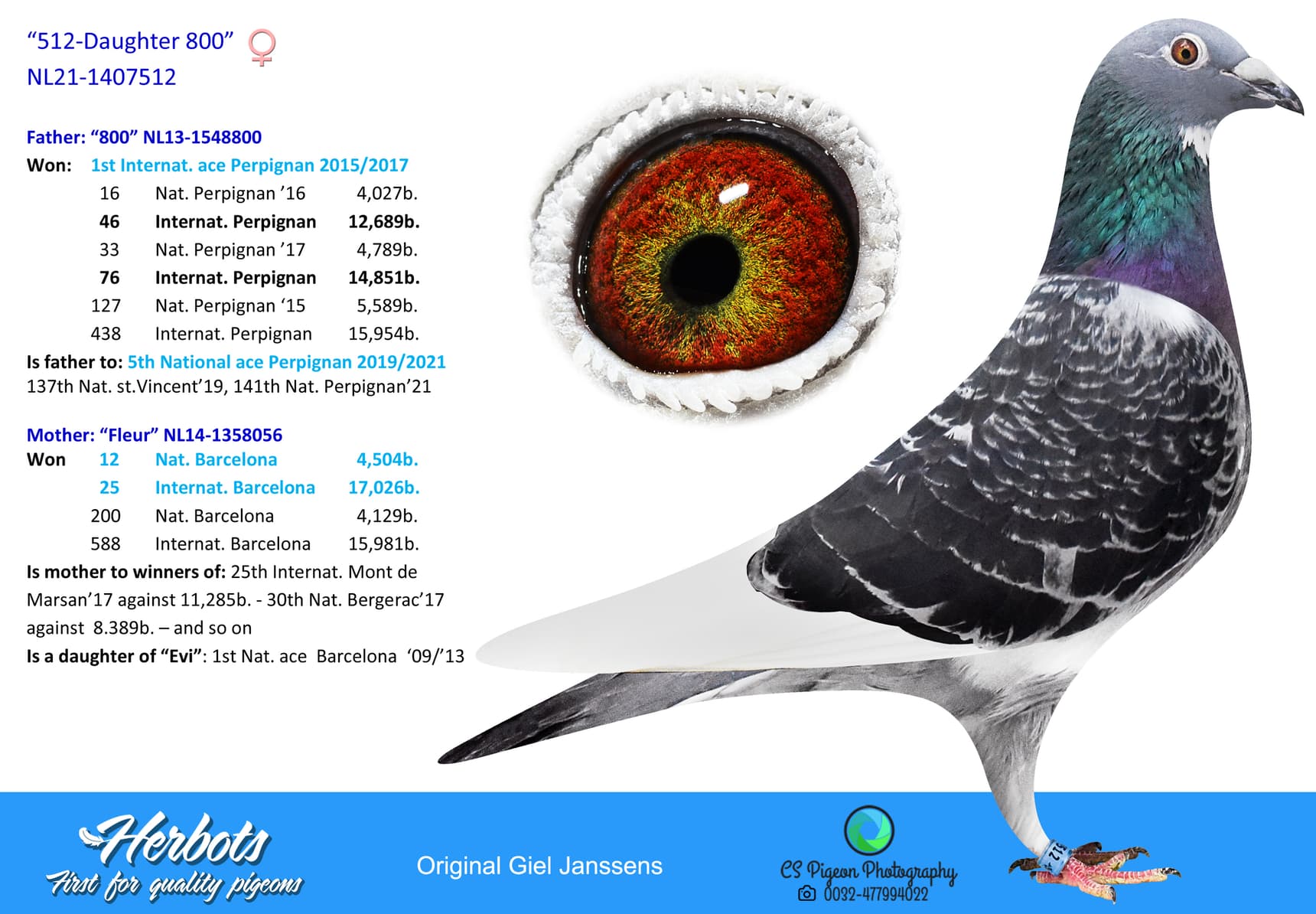 pigeon: “512-Daughter 800”