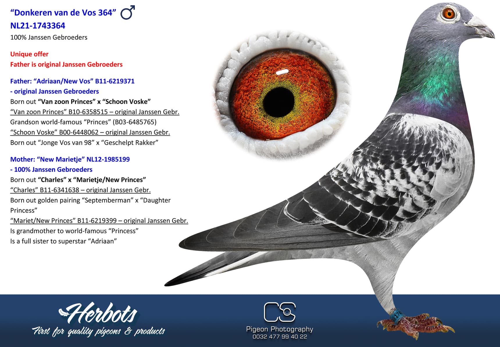 pigeon: “Donkeren van de Vos 364”