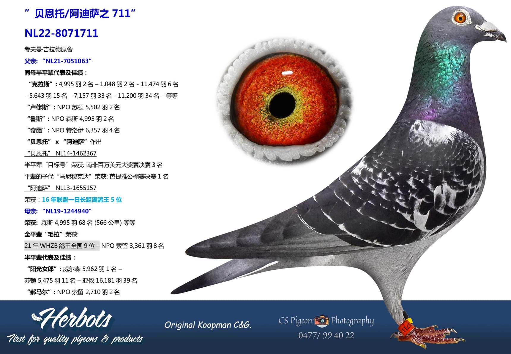 pigeon: undefined