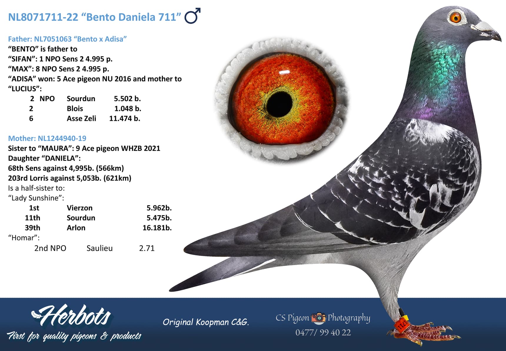 pigeon: undefined