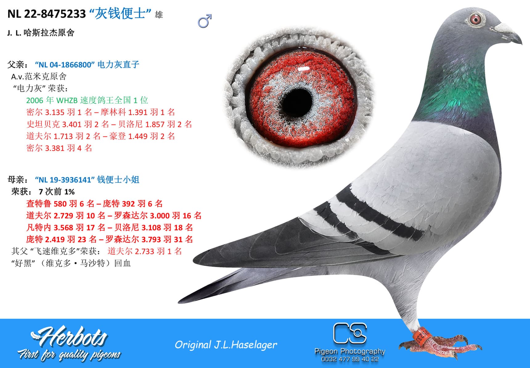 pigeon: undefined