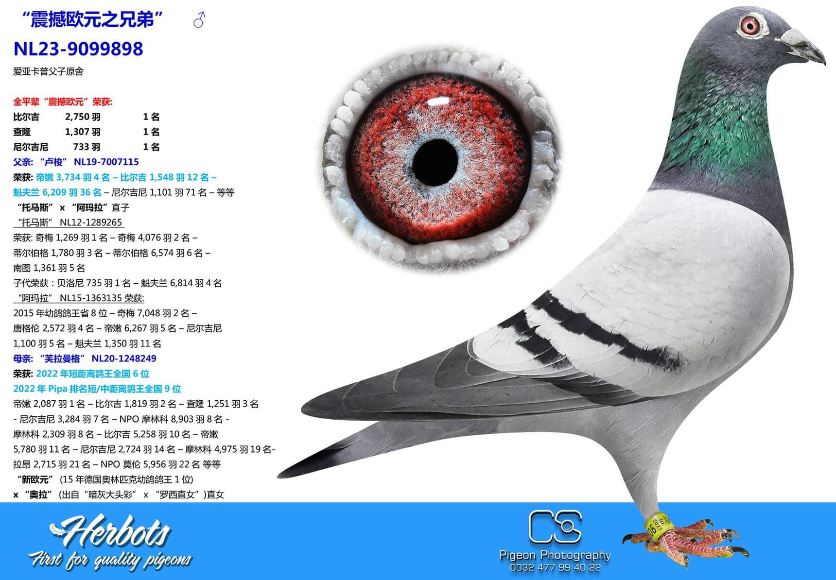 pigeon: “震撼欧元之兄弟”