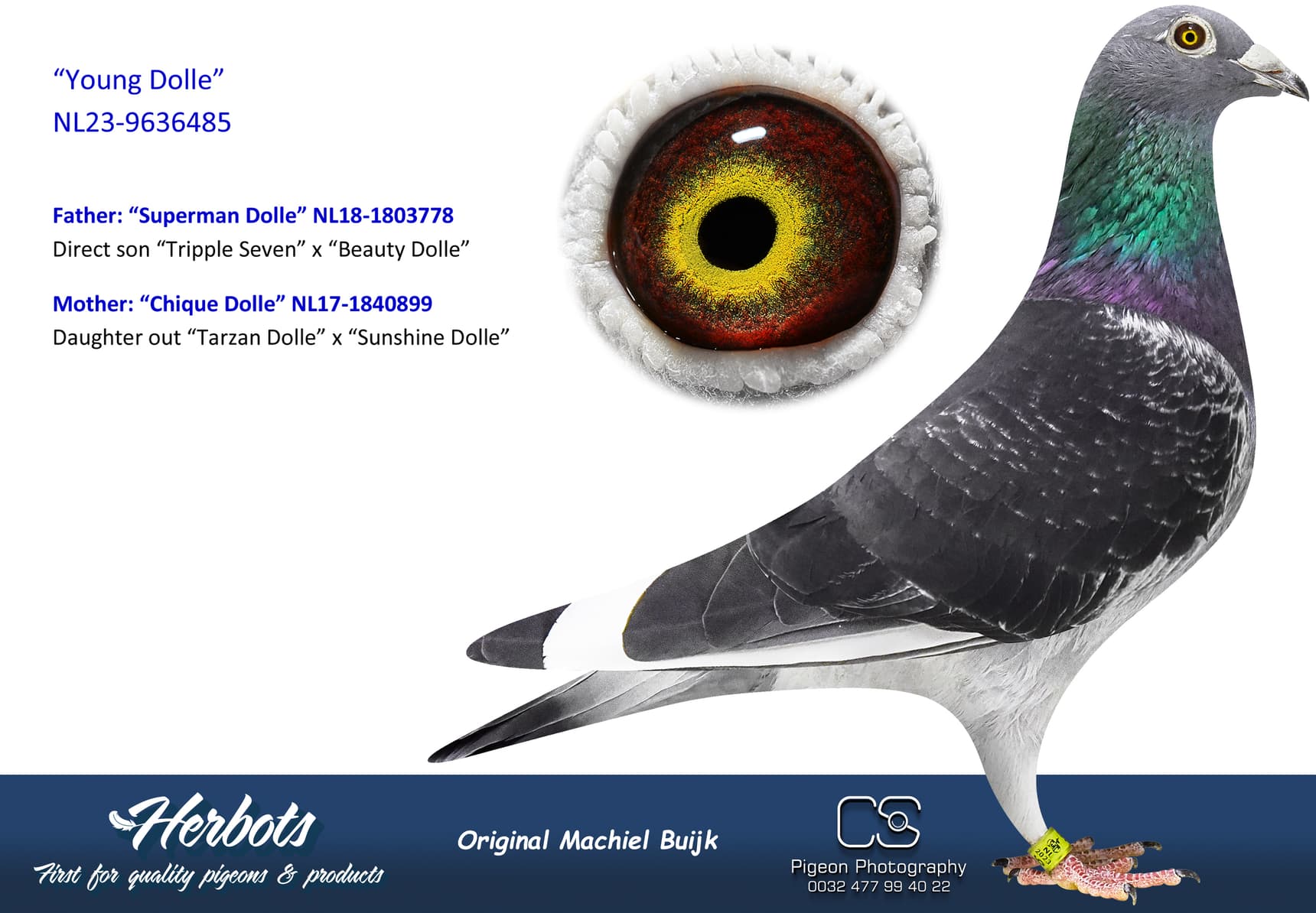 pigeon: undefined