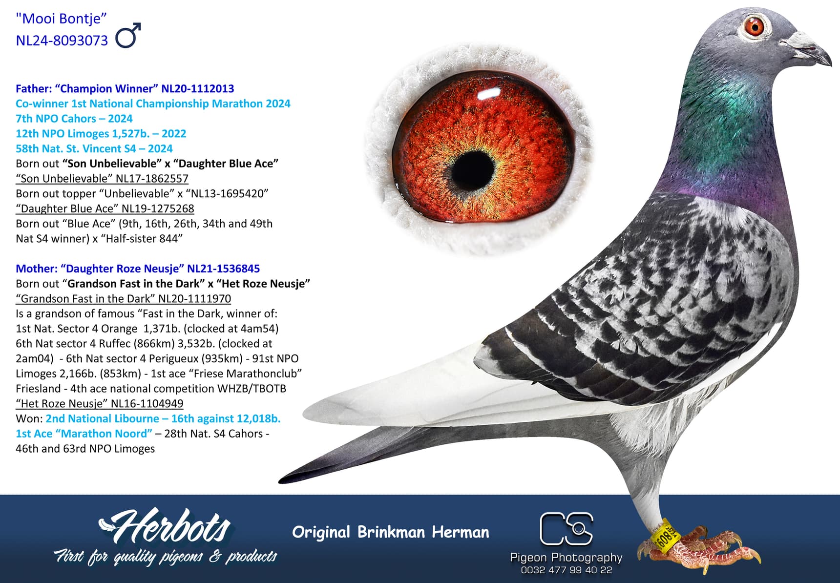 pigeon: "Mooi Bontje”