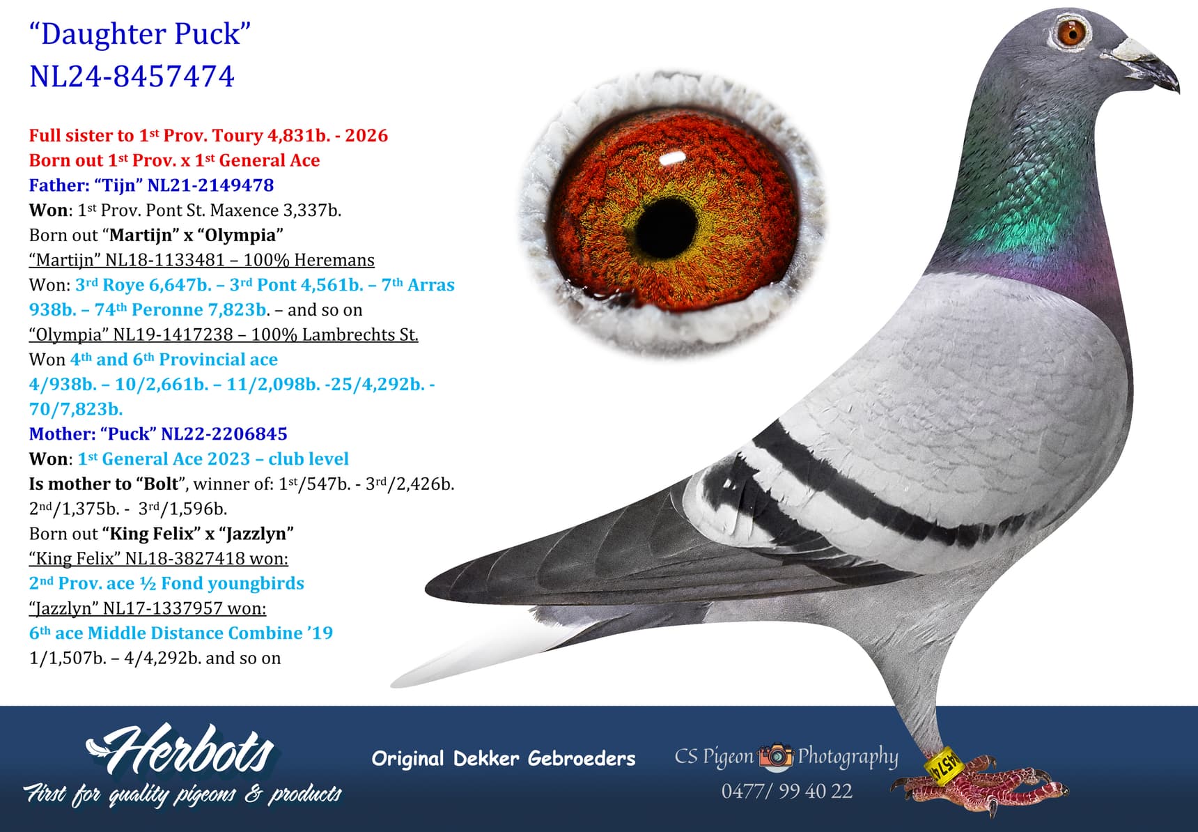 pigeon: undefined