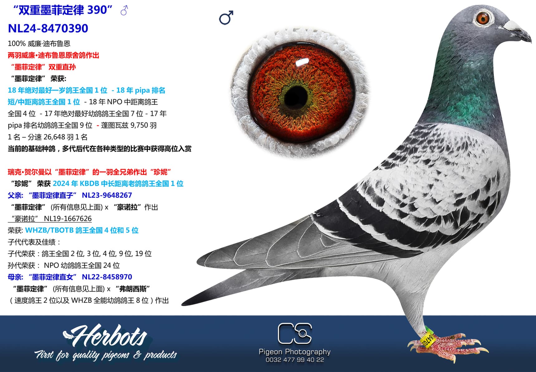 pigeon: “双重墨菲定律390”