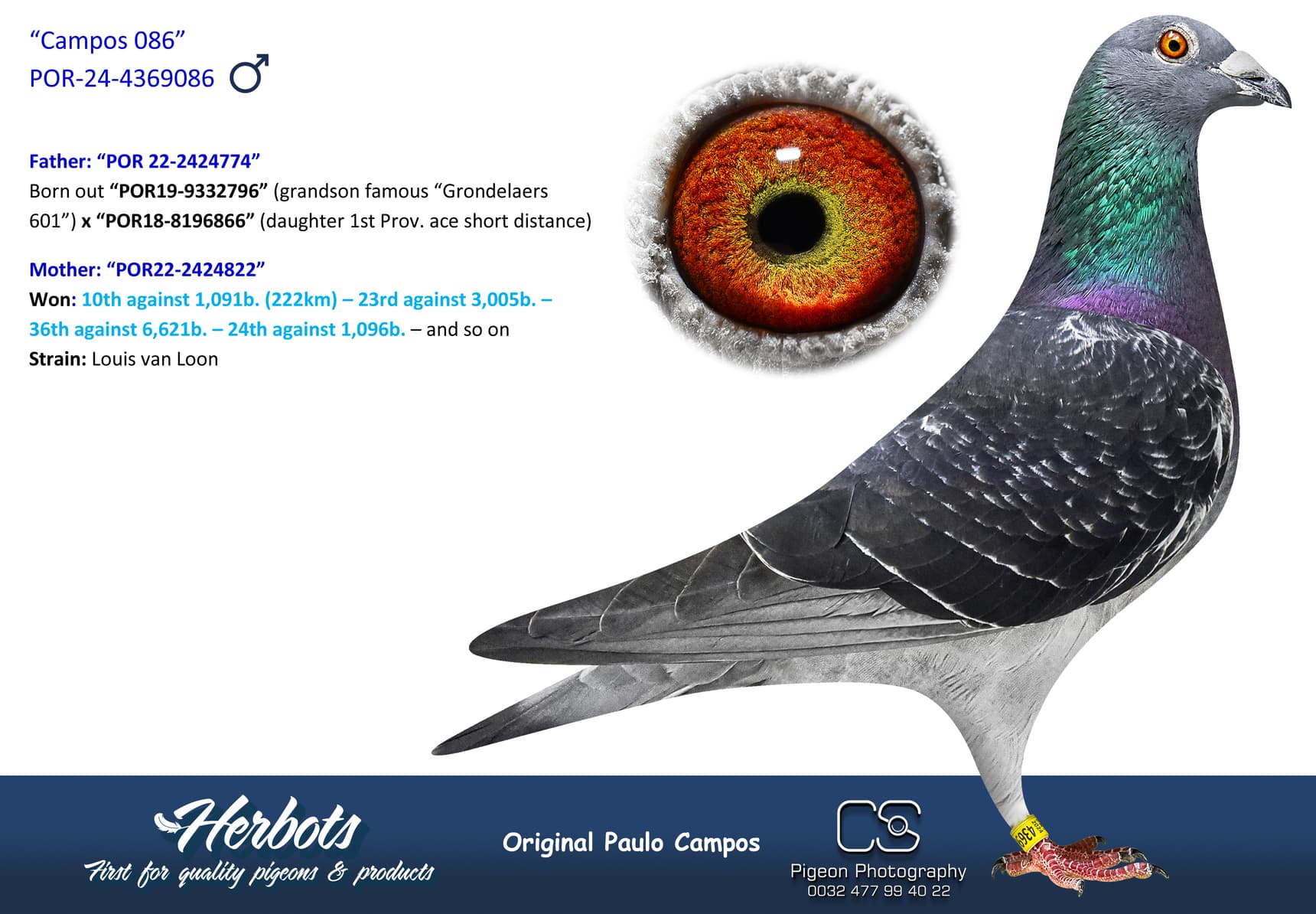 pigeon: “Campos 086”