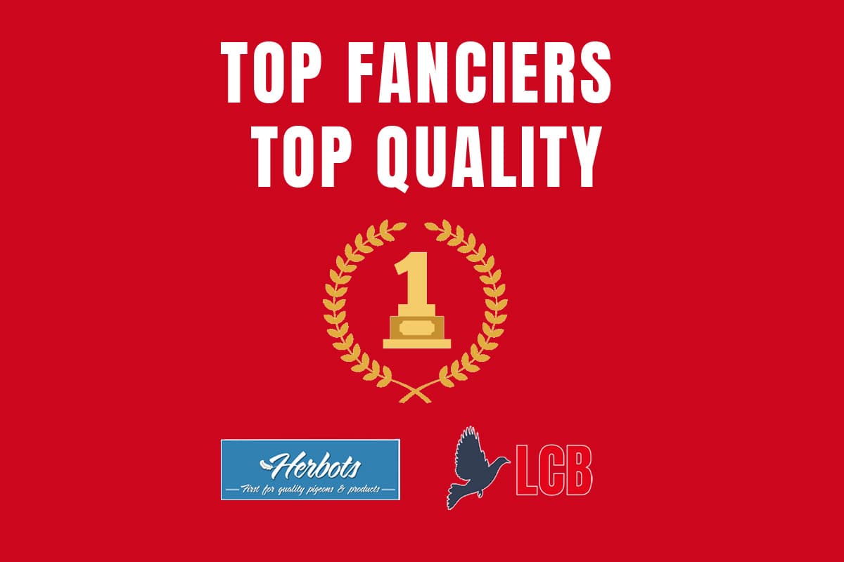 Pigeon Bids Top Quality LCB Auction - Part I