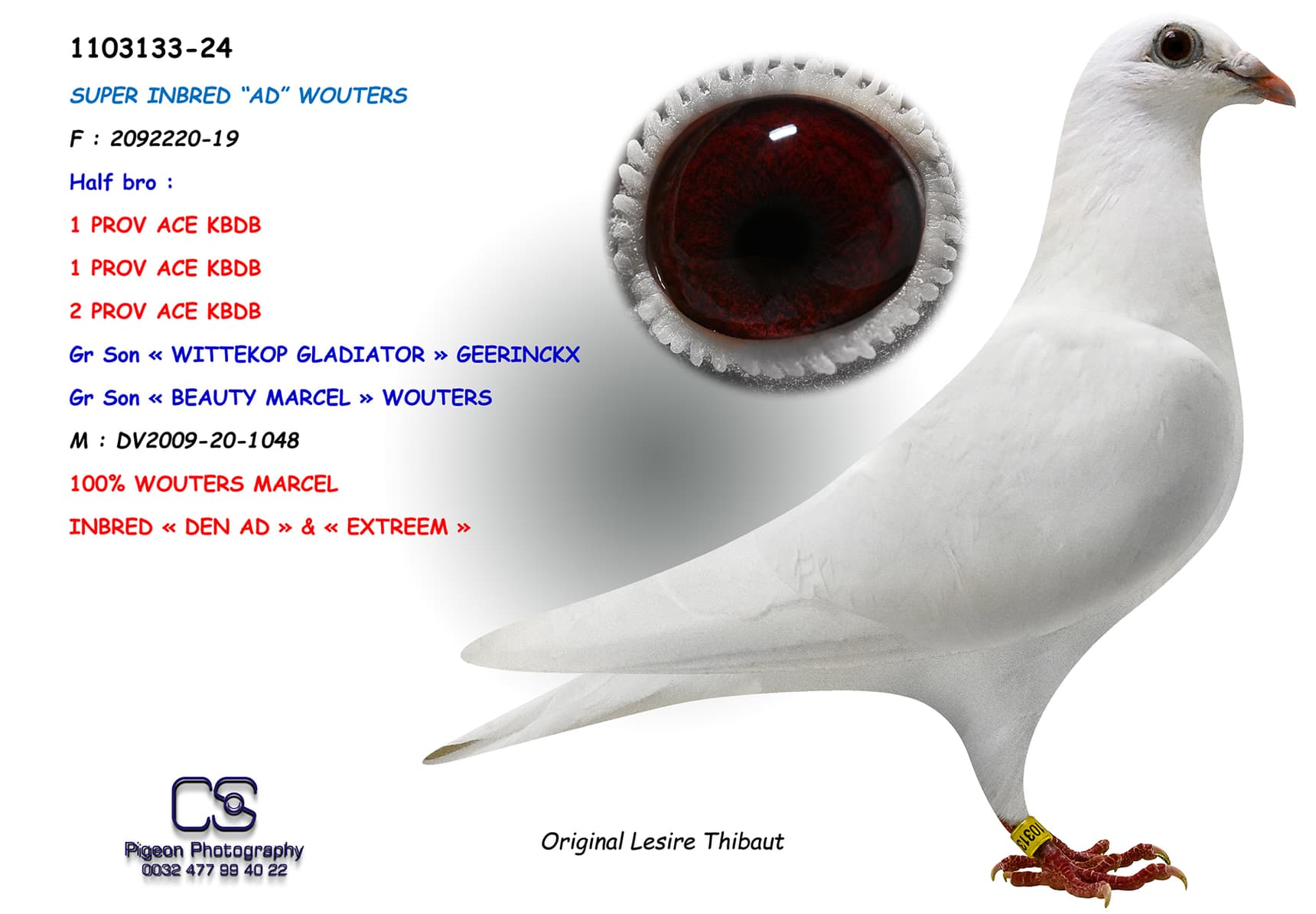 Inbread Pigeon SUPER INBRED “AD” WOUTERS - BE-24-1103133