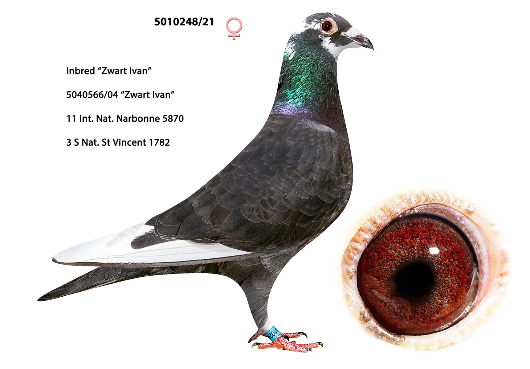 Inbread Pigeon INBRED ZWART IVAN - BE-21-5010248