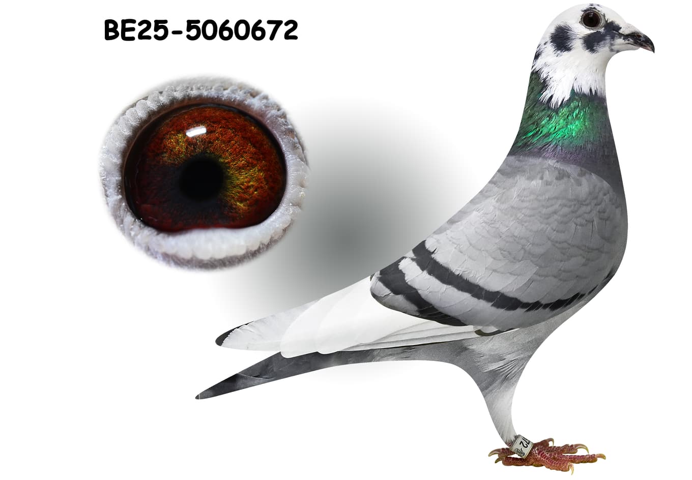 Inbread Pigeon