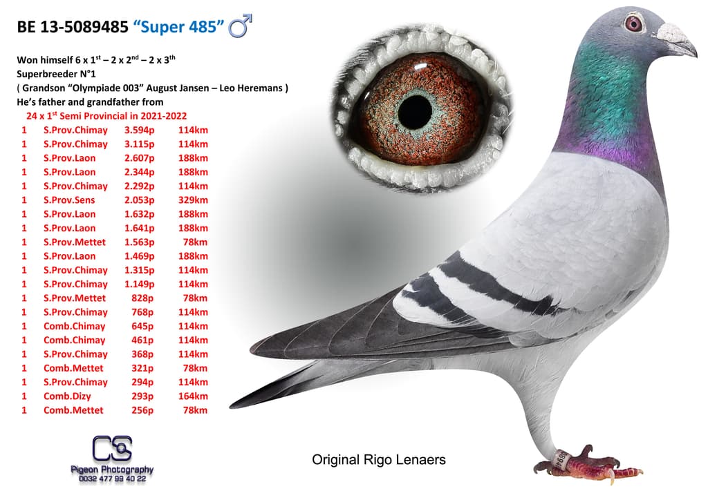 Line Rigo Rigo Lenaers from Vliermaal and his fantastic breeding line