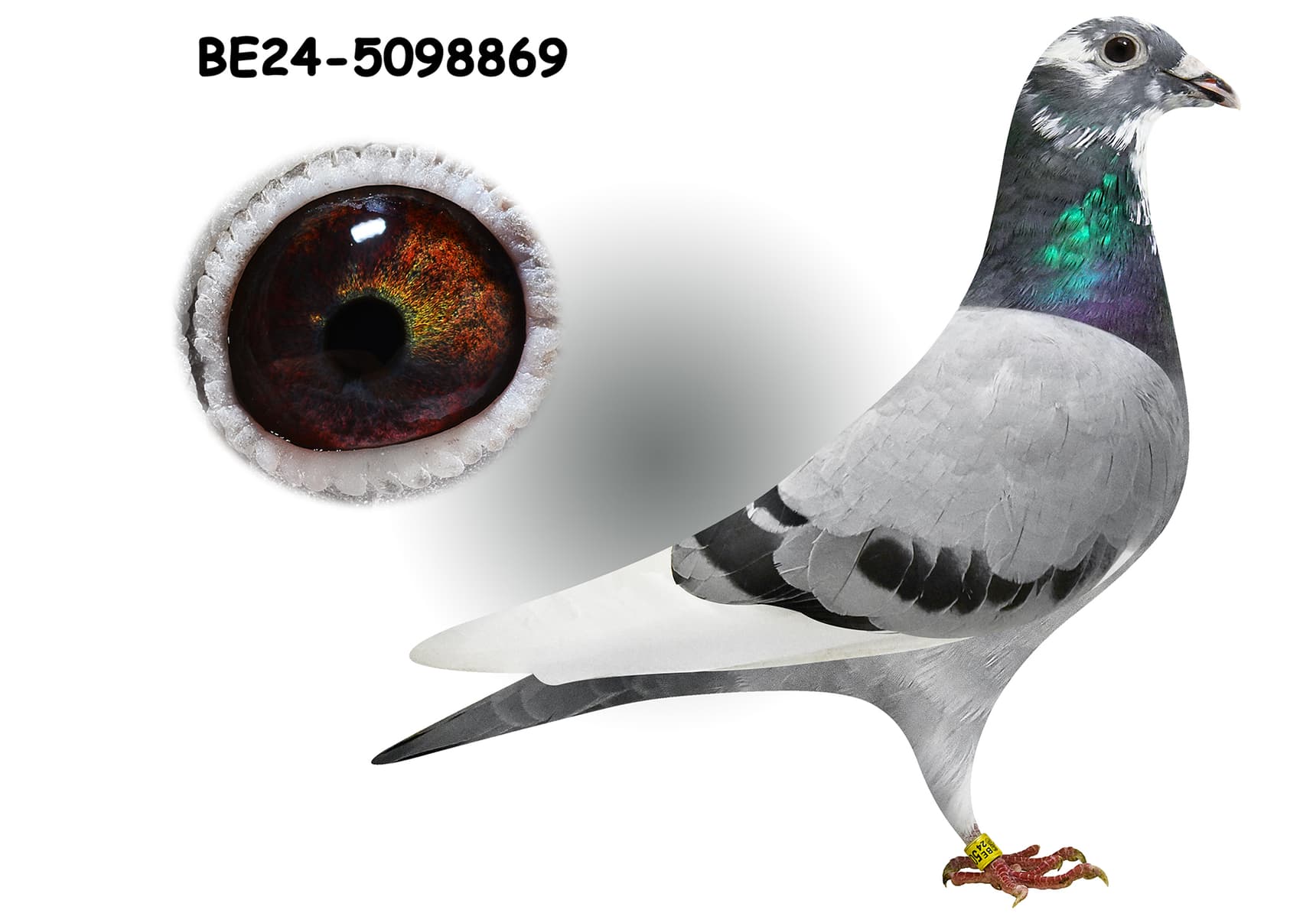Inbread Pigeon Inbred Kittel 869 - BE-24-5098869