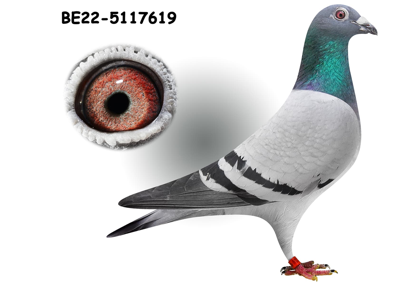 Inbread Pigeon Inbred Golden Prince & Harry - BE-22-5117619