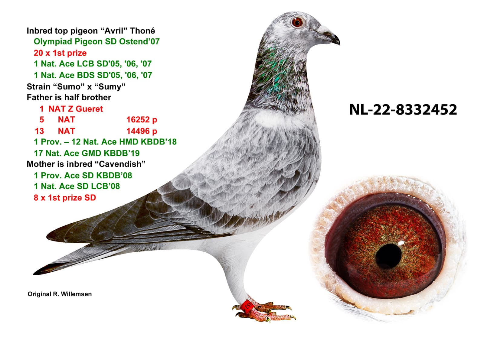 Inbread Pigeon Inbred AVRIL - NL-22-8332452
