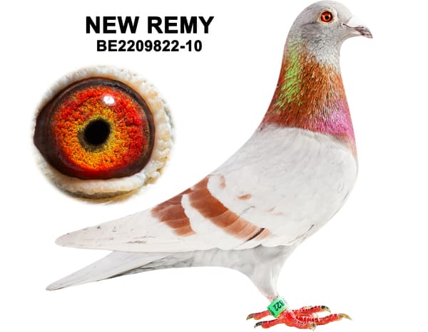 Inbread Pigeon Inbred Speltdoorn - BE-22-5117108