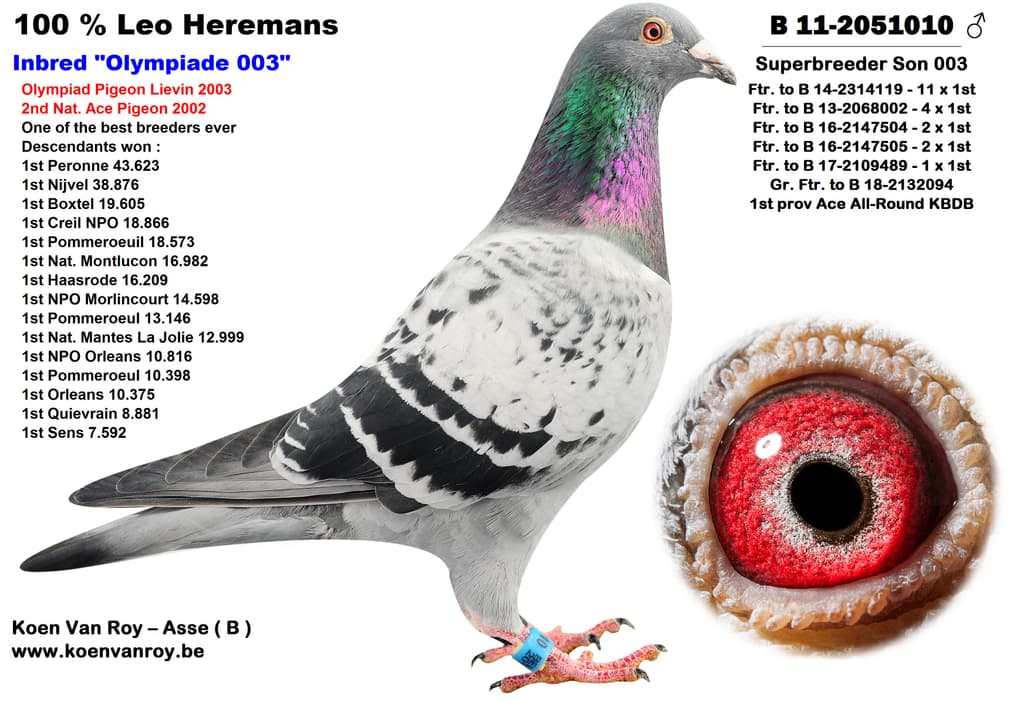 Inbread Pigeon 100 % Leo Heremans Inbred