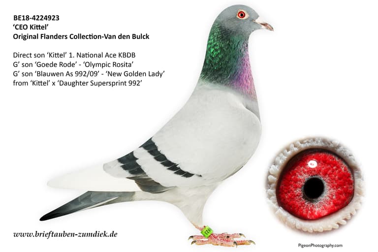 Inbread Pigeon