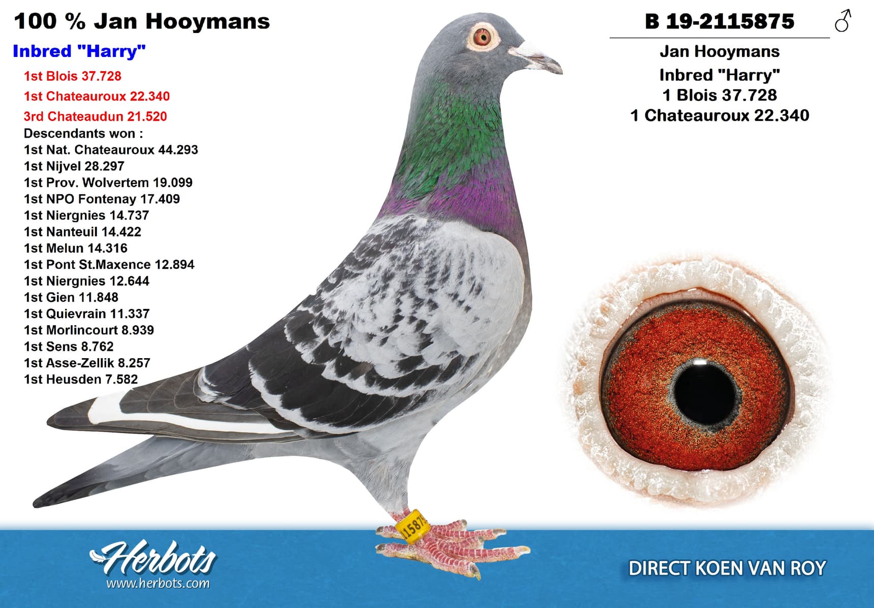 Inbread Pigeon Inbred