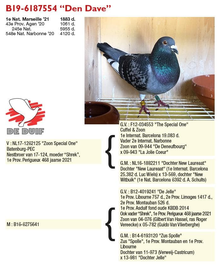 Inbread Pigeon