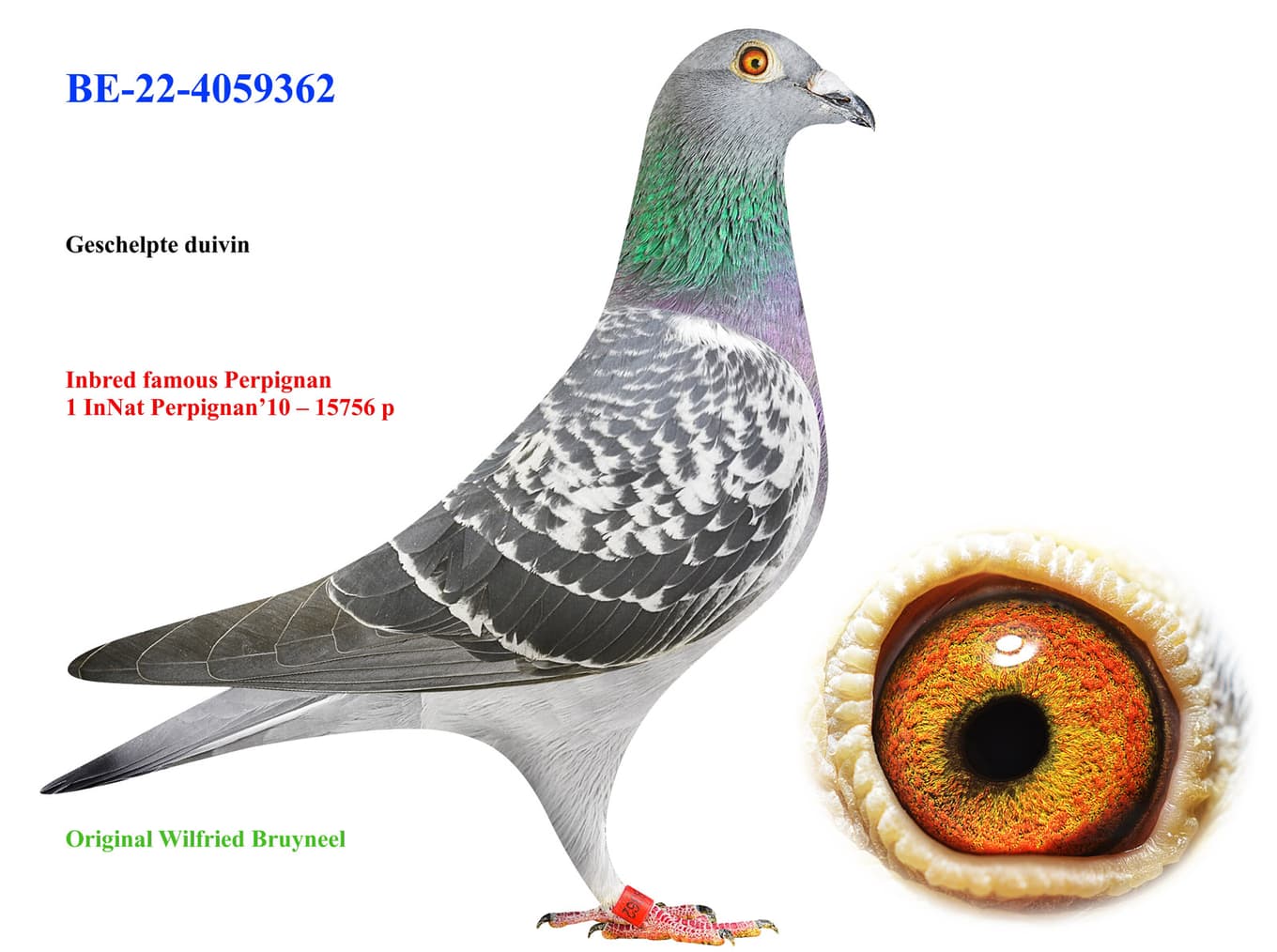 Inbread Pigeon Inbred Perpignan - BE-22-4059362