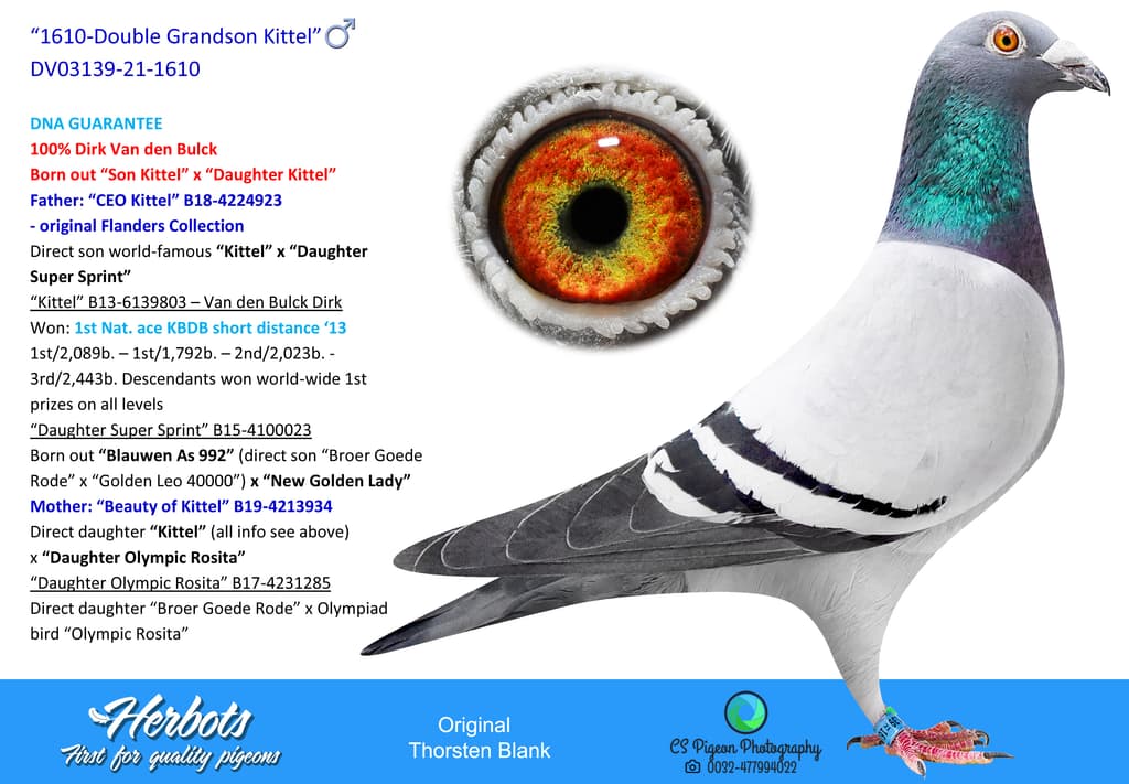 Inbread Pigeon INBRED KITTEL - BE-23-5032544