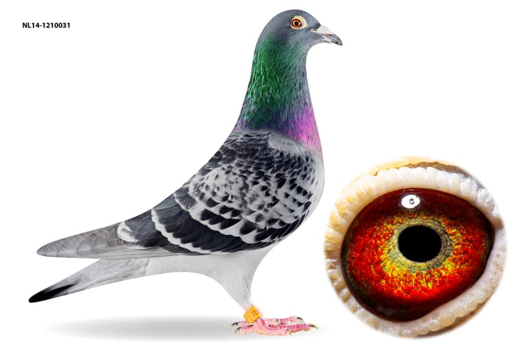 Inbread Pigeon